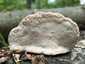 Szegett tapló (Fomitopsis pinicola), Zemplén